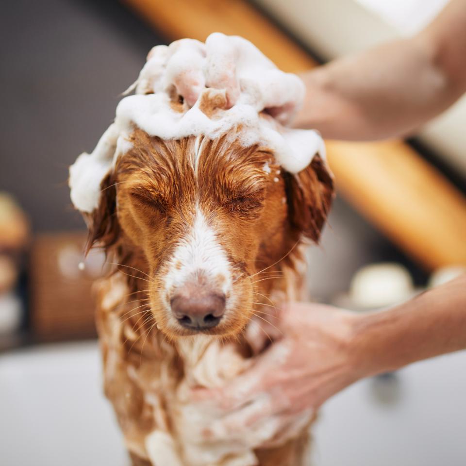 Paws Spa Puppy Shampoo